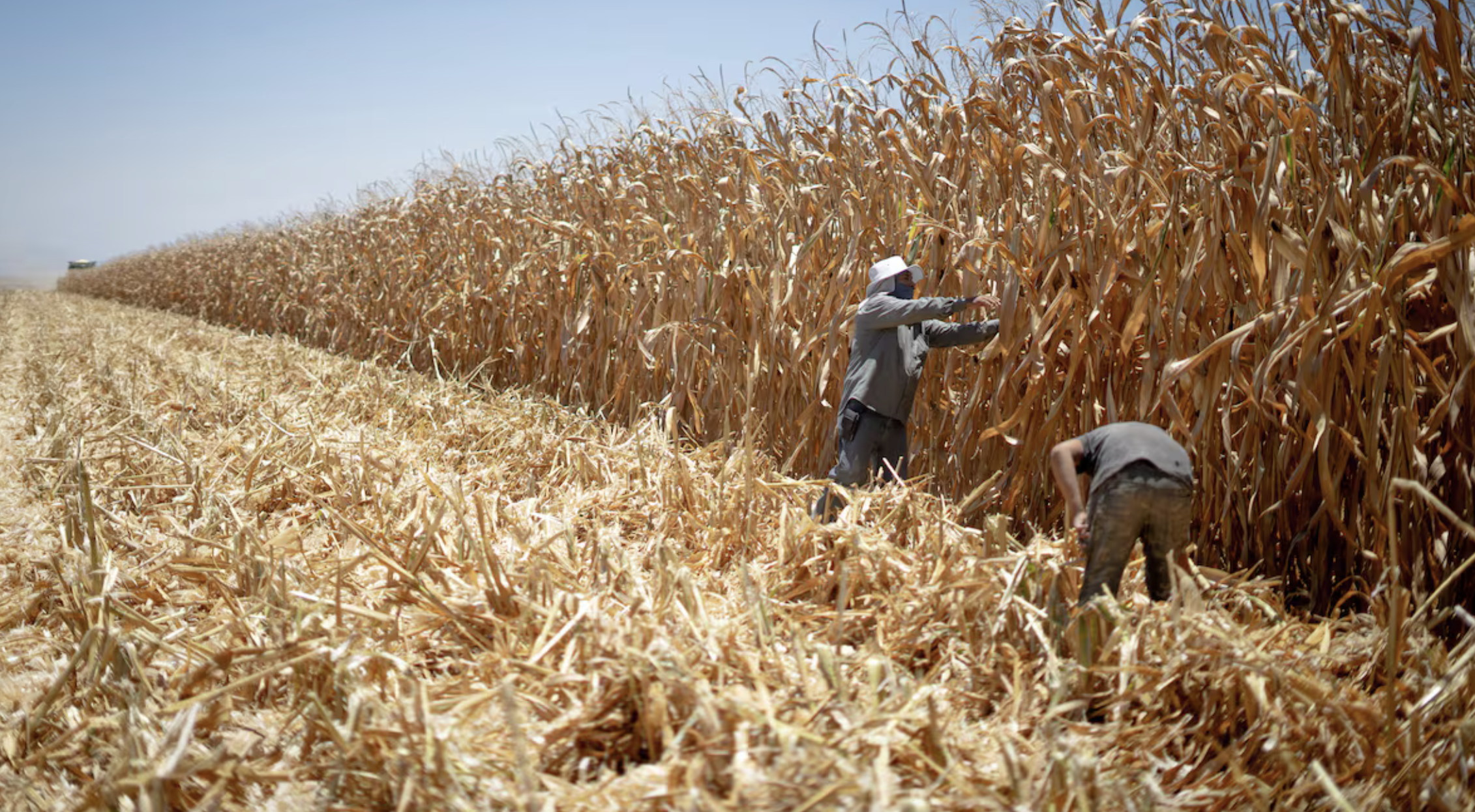 Grupo Minsa niega tener influencia en el precio del maíz en plena ola de protestas de los agricultores