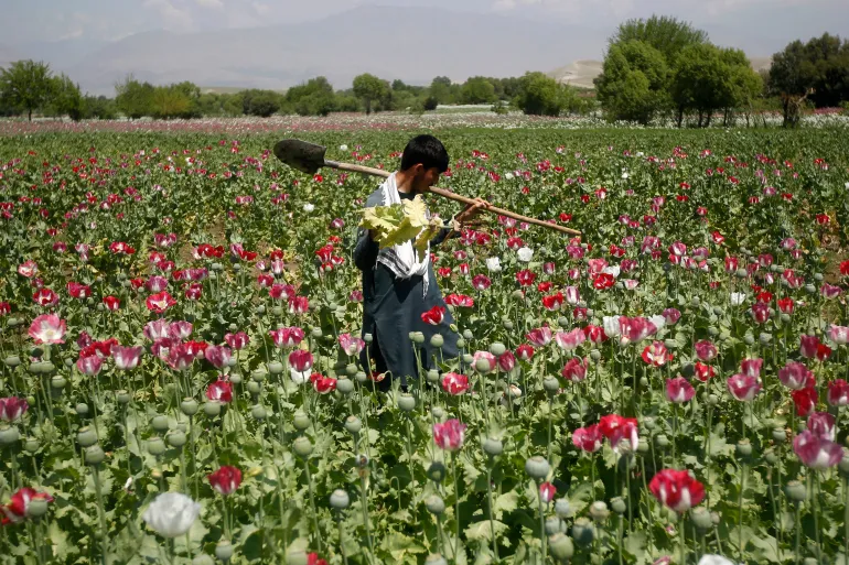 Un hombre afgano trabaja en un campo de amapolas en la provincia de Jalalabad