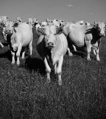 Sustainable Racing. Balancing Productivity and Conservation: Advancing Low-Carbon Livestock Systems in Brazil and Latin America