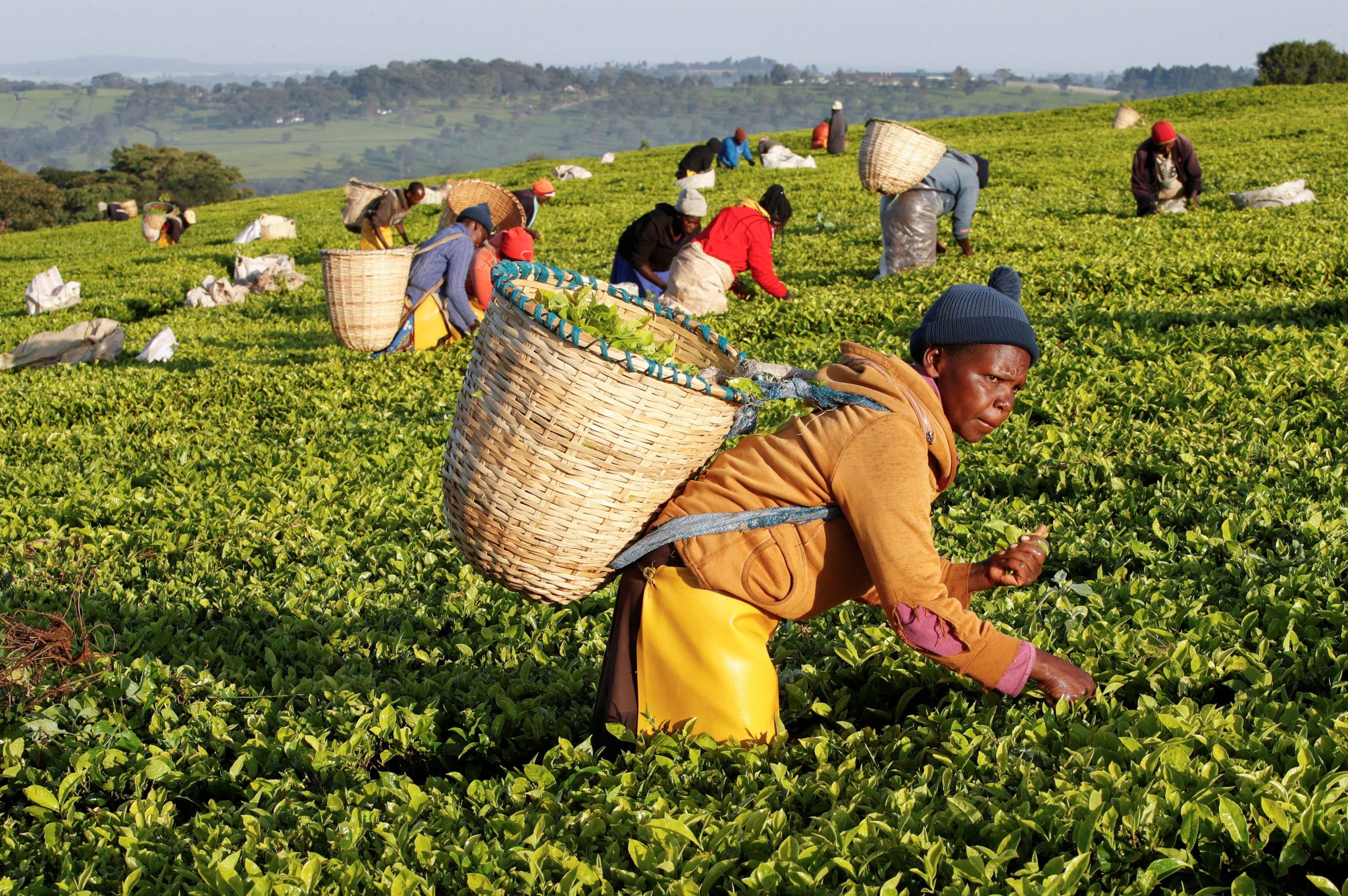 Israel Tea State Kenya’s tea industry suffers crisis caused by the US-Israeli war on ...