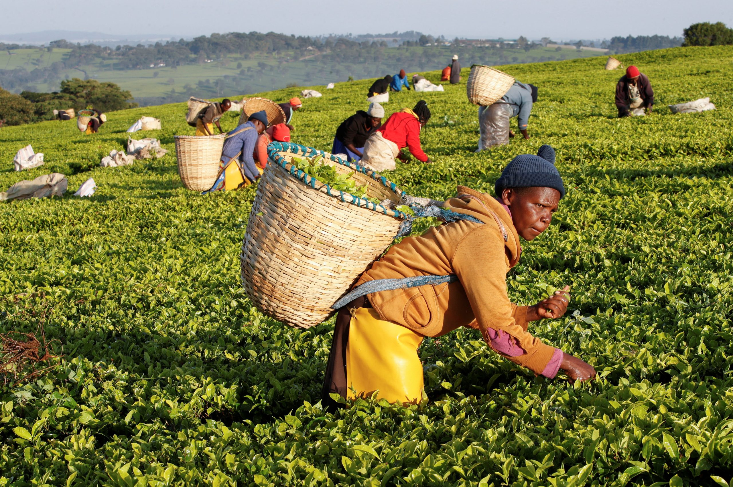 Kenyan tea farmers are facing a crisis after the US-Israeli war on Iran disrupted key export routes to the Middle East