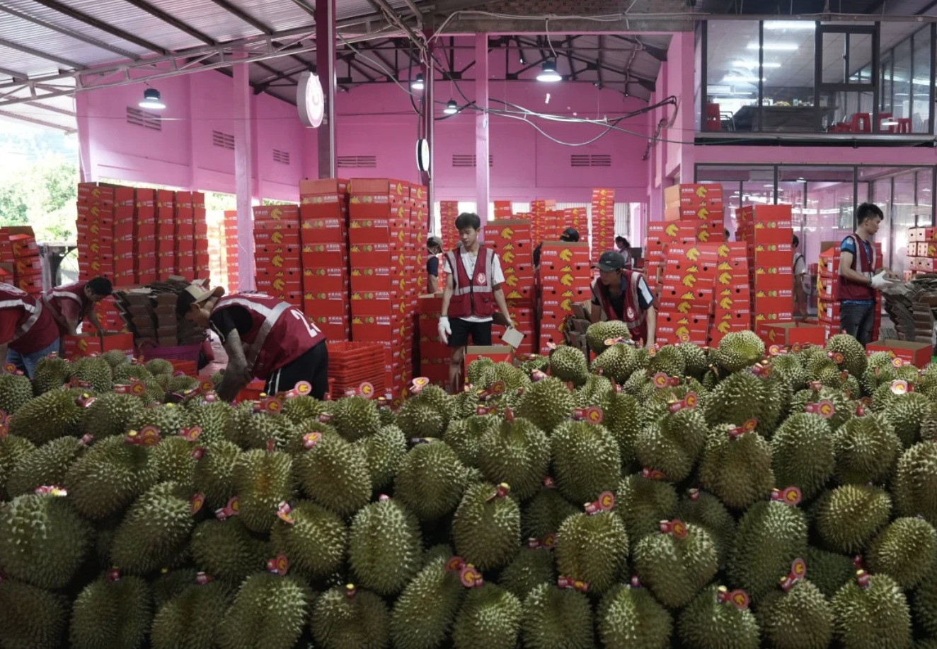 China’s durian imports from Thailand and Malaysia soar as glut pressures growers
