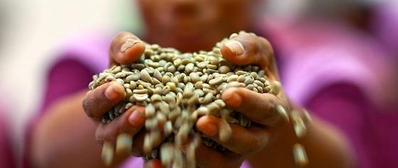 Un trabajador de una cooperativa cafetalera sostiene granos de café verde.