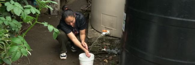 Prickly Pears, Avocados and Lemons: How Rainwater Harvesting Is Improving Lives in Mexico City.