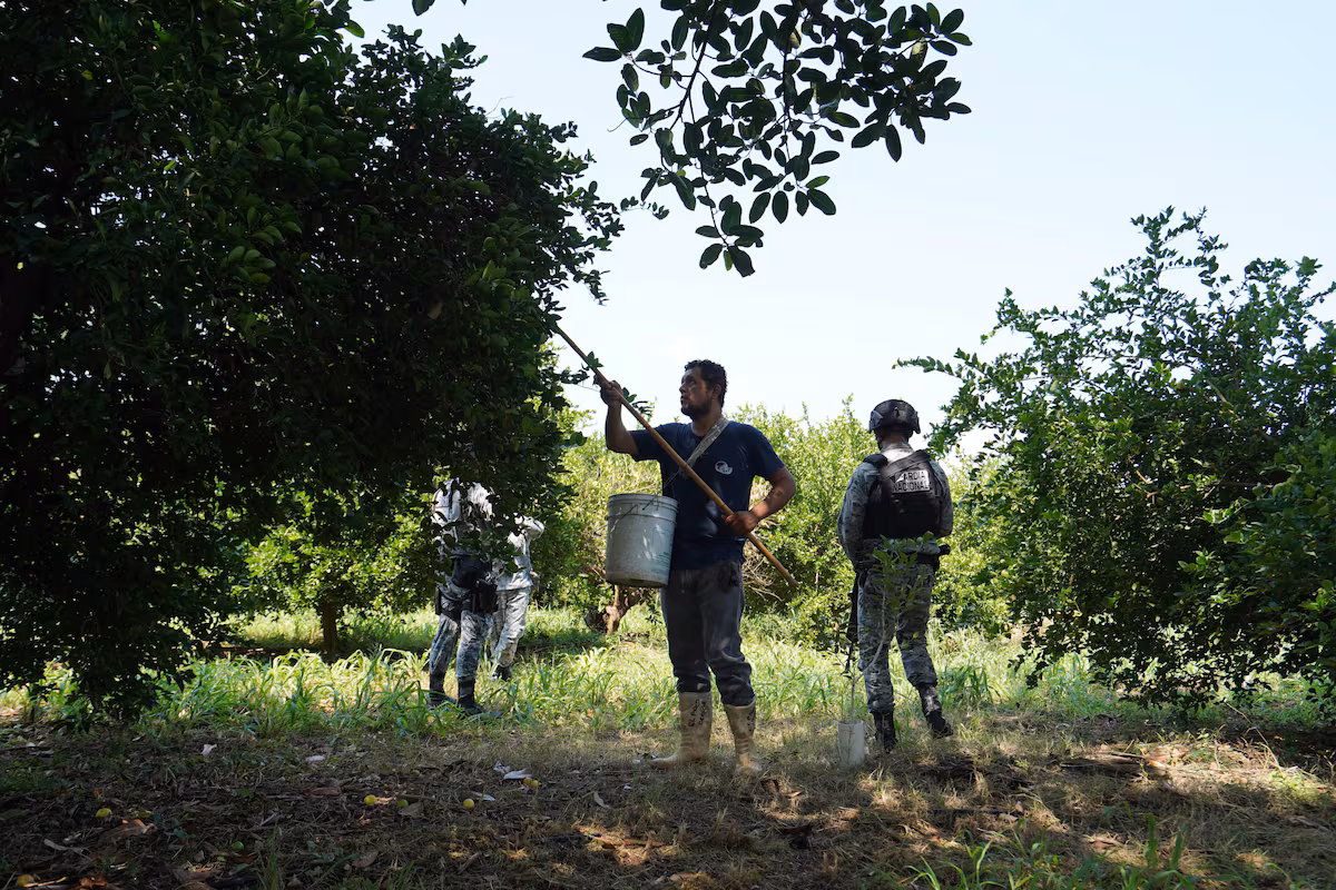 Estados Unidos reanuda la importación de aguacates de México tras una semana de suspensión en Michoacán