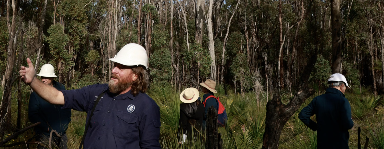 Australia Wonders How to Save Its Ancient Eucalyptus Forests