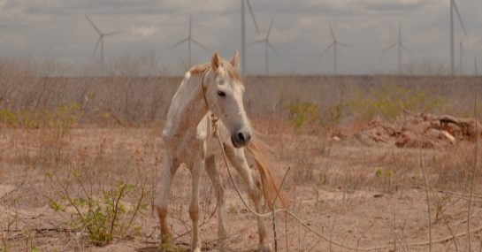 Brazil’s wind farms have been a huge success. So why isn’t everybody reaping the benefits?.