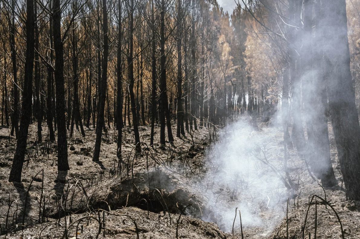 France’s 2026 Wildfires Set Carbon Record