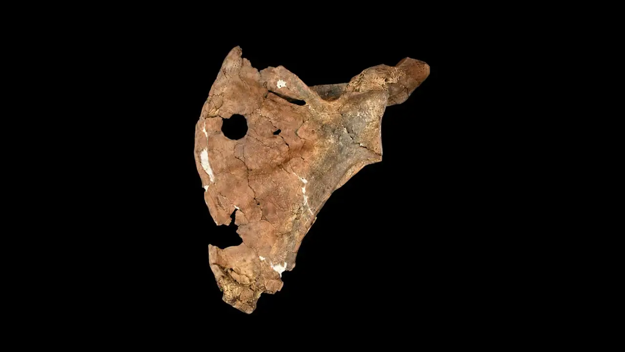 Ni accidente ni ataque animal: el agujero en una escápula neandertal que podría documentar el asesinato más antiguo de la historia